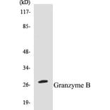 Western Blot - Granzyme B Cell Based ELISA Kit (CB5303) - Antibodies.com