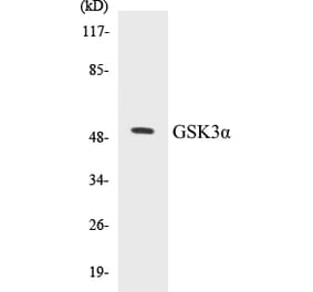 Western Blot - GSK3 alpha Cell Based ELISA Kit (CB5310) - Antibodies.com