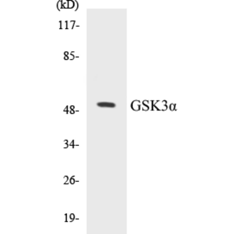 Western Blot - GSK3 alpha Cell Based ELISA Kit (CB5310) - Antibodies.com