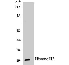 Western Blot - Histone H3 Cell Based ELISA Kit (CB5335) - Antibodies.com