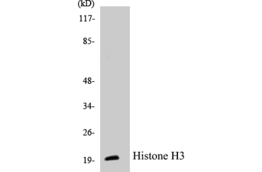 Western Blot - Histone H3 Cell Based ELISA Kit (CB5335) - Antibodies.com