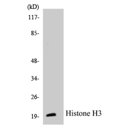 Western Blot - Histone H3 Cell Based ELISA Kit (CB5335) - Antibodies.com
