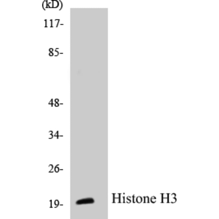 Western Blot - Histone H3 Cell Based ELISA Kit (CB5335) - Antibodies.com