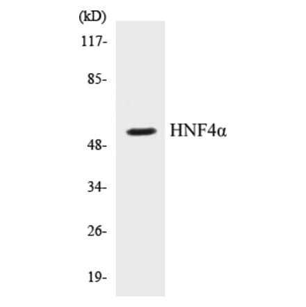 Western Blot - HNF4 alpha Cell Based ELISA Kit (CB5337) - Antibodies.com