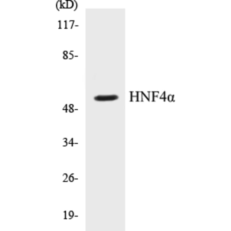 Western Blot - HNF4 alpha Cell Based ELISA Kit (CB5337) - Antibodies.com