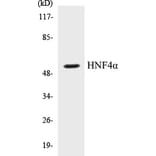 Western Blot - HNF4 alpha Cell Based ELISA Kit (CB5337) - Antibodies.com