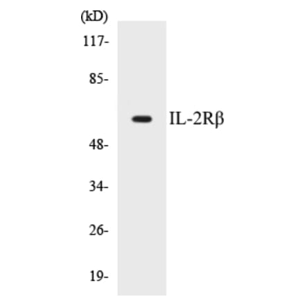 Western Blot - IL-2R beta Cell Based ELISA Kit (CB5364) - Antibodies.com