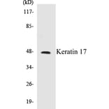 Western Blot - Keratin 17 Cell Based ELISA Kit (CB5396) - Antibodies.com
