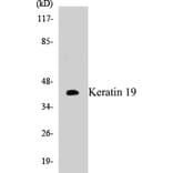 Western Blot - Keratin 19 Cell Based ELISA Kit (CB5398) - Antibodies.com