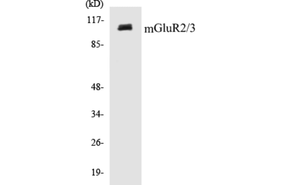 Western Blot - mGluR2 + 3 Cell Based ELISA Kit (CB5445) - Antibodies.com