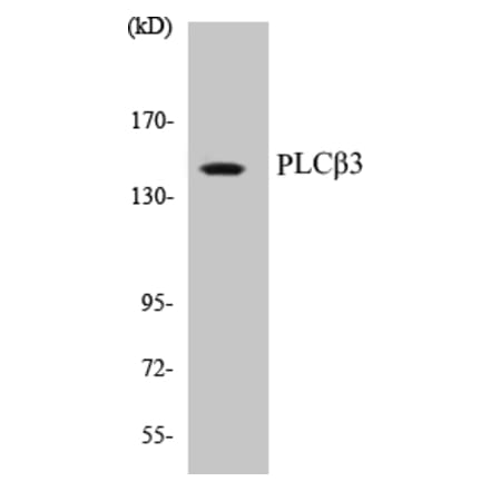 Western Blot - PLC beta 3 Cell Based ELISA Kit (CB5576) - Antibodies.com