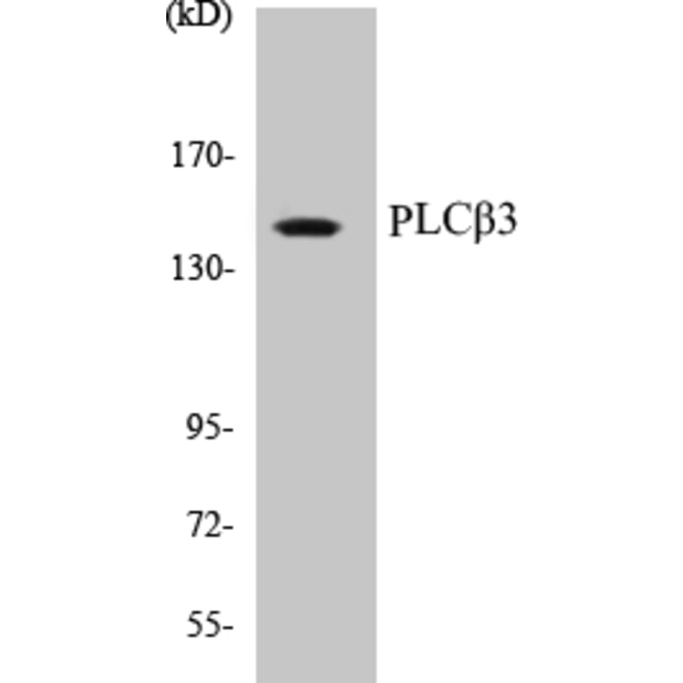 Western Blot - PLC beta 3 Cell Based ELISA Kit (CB5576) - Antibodies.com