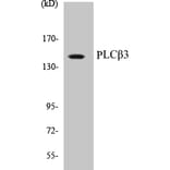 Western Blot - PLC beta 3 Cell Based ELISA Kit (CB5576) - Antibodies.com