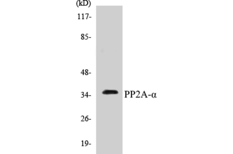 Western Blot - PP2A alpha Cell Based ELISA Kit (CB5583) - Antibodies.com
