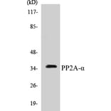 Western Blot - PP2A alpha Cell Based ELISA Kit (CB5583) - Antibodies.com