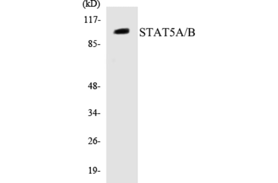 Western Blot - STAT5A + B Cell Based ELISA Kit (CB5659) - Antibodies.com