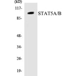 Western Blot - STAT5A + B Cell Based ELISA Kit (CB5659) - Antibodies.com
