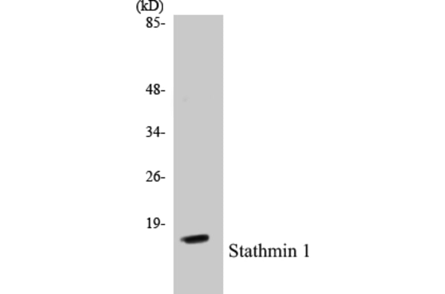 Western Blot - Stathmin 1 Cell Based ELISA Kit (CB5661) - Antibodies.com
