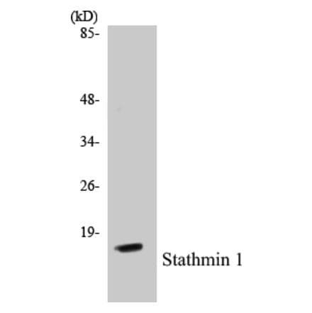 Western Blot - Stathmin 1 Cell Based ELISA Kit (CB5661) - Antibodies.com