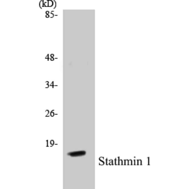 Western Blot - Stathmin 1 Cell Based ELISA Kit (CB5661) - Antibodies.com