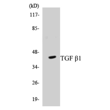 Western Blot - TGF beta 1 Cell Based ELISA Kit (CB5683) - Antibodies.com