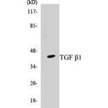 Western Blot - TGF beta 1 Cell Based ELISA Kit (CB5683) - Antibodies.com