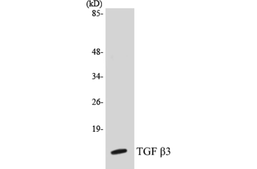 Western Blot - TGF beta 3 Cell Based ELISA Kit (CB5684) - Antibodies.com