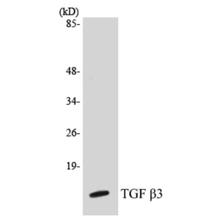 Western Blot - TGF beta 3 Cell Based ELISA Kit (CB5684) - Antibodies.com