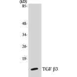Western Blot - TGF beta 3 Cell Based ELISA Kit (CB5684) - Antibodies.com