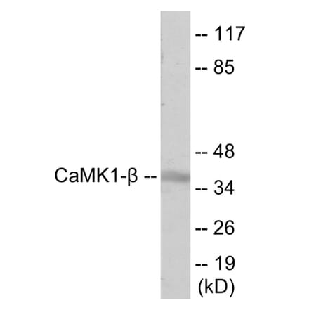 Western Blot - CaMK1 beta Cell Based ELISA Kit (CB6064) - Antibodies.com