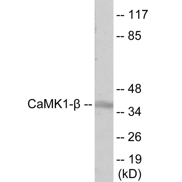 Western Blot - CaMK1 beta Cell Based ELISA Kit (CB6064) - Antibodies.com
