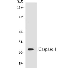 Western Blot - Caspase 1 Cell Based ELISA Kit (CB5098) - Antibodies.com