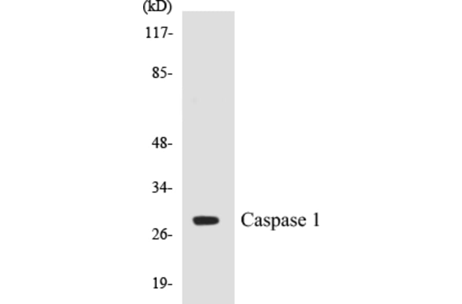 Western Blot - Caspase 1 Cell Based ELISA Kit (CB5098) - Antibodies.com