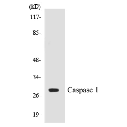 Western Blot - Caspase 1 Cell Based ELISA Kit (CB5098) - Antibodies.com