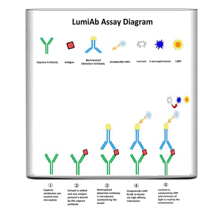 Protocol Diagram - Actin-pan Cell Based ELISA Kit (CB5019) - Antibodies.com