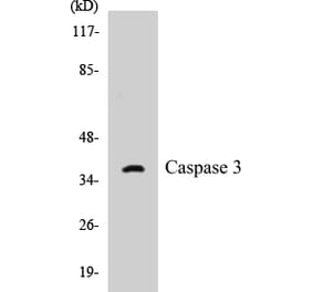 Western Blot - Caspase 3 Cell Based ELISA Kit (CB5101) - Antibodies.com