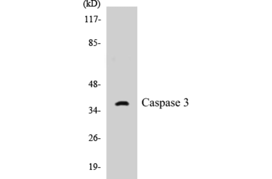 Western Blot - Caspase 3 Cell Based ELISA Kit (CB5101) - Antibodies.com