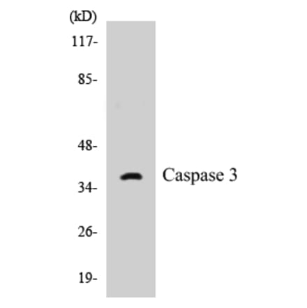 Western Blot - Caspase 3 Cell Based ELISA Kit (CB5101) - Antibodies.com