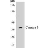 Western Blot - Caspase 3 Cell Based ELISA Kit (CB5101) - Antibodies.com