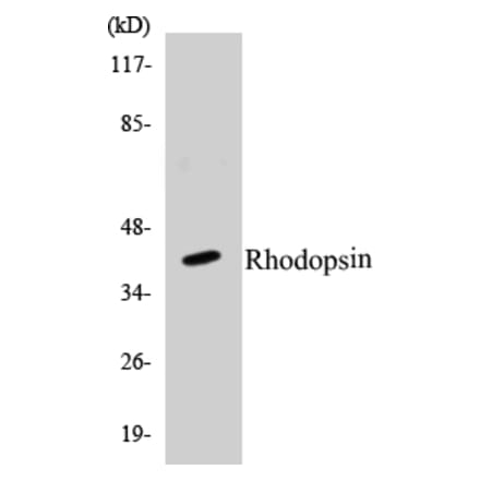 Western Blot - Rhodopsin Cell Based ELISA Kit (CB5612) - Antibodies.com