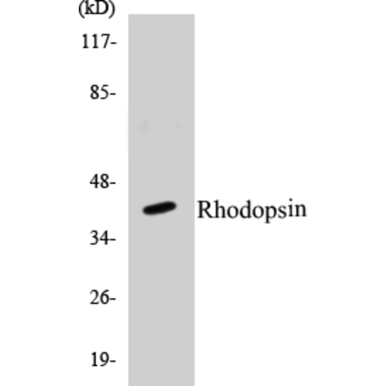 Western Blot - Rhodopsin Cell Based ELISA Kit (CB5612) - Antibodies.com