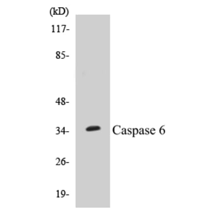 Western Blot - Caspase 6 Cell Based ELISA Kit (CB5102) - Antibodies.com