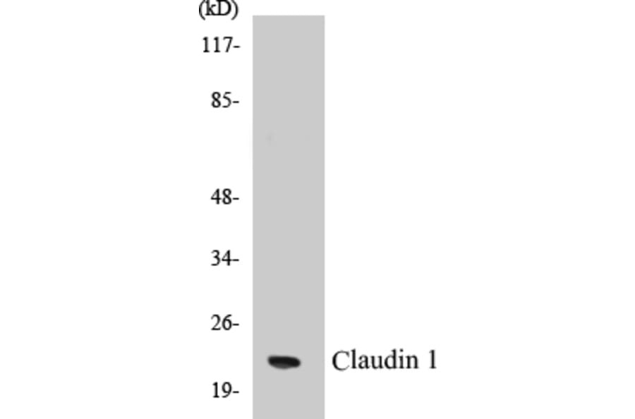 Western Blot - Claudin 1 Cell Based ELISA Kit (CB5141) - Antibodies.com