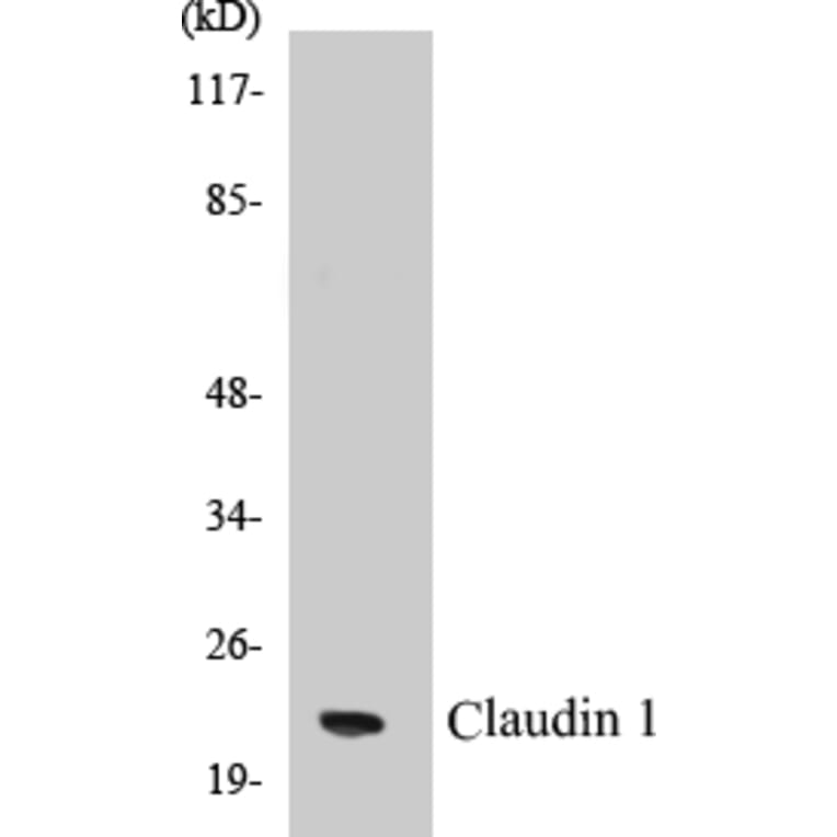Western Blot - Claudin 1 Cell Based ELISA Kit (CB5141) - Antibodies.com