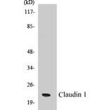 Western Blot - Claudin 1 Cell Based ELISA Kit (CB5141) - Antibodies.com