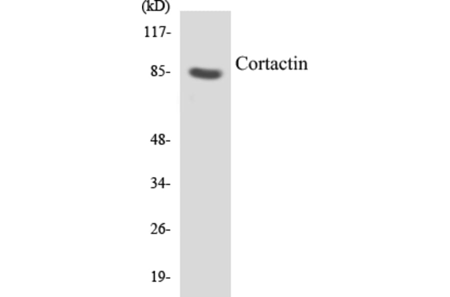 Western Blot - Cortactin Cell Based ELISA Kit (CB5163) - Antibodies.com