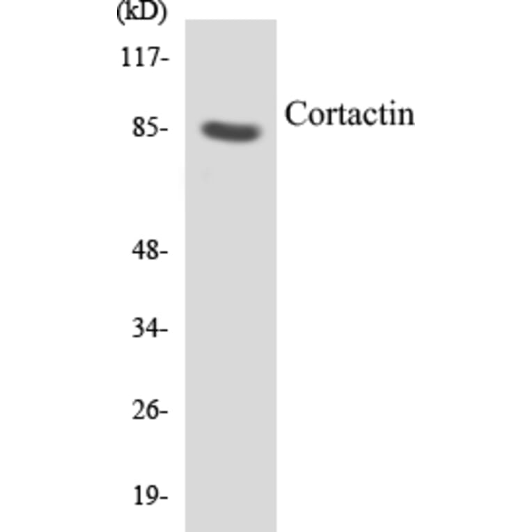 Western Blot - Cortactin Cell Based ELISA Kit (CB5163) - Antibodies.com