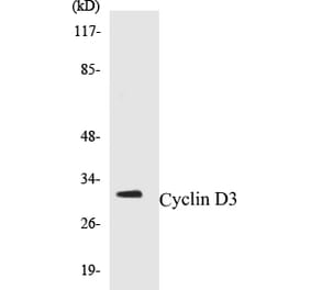 Western Blot - Cyclin D3 Cell Based ELISA Kit (CB5188) - Antibodies.com