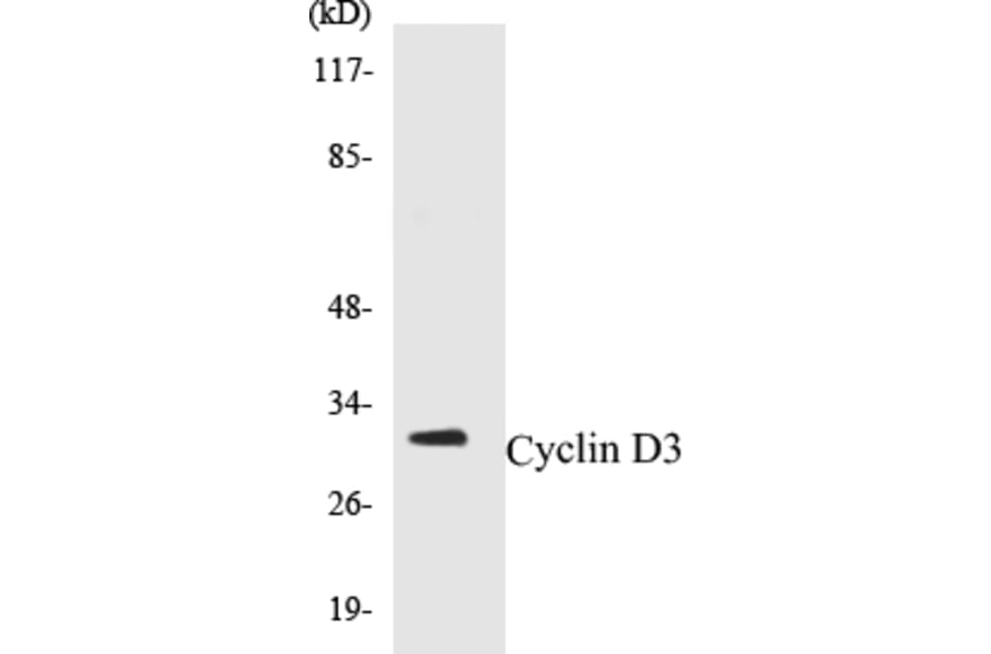 Western Blot - Cyclin D3 Cell Based ELISA Kit (CB5188) - Antibodies.com