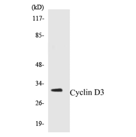Western Blot - Cyclin D3 Cell Based ELISA Kit (CB5188) - Antibodies.com
